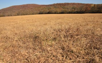 Alabama Extension offers drought resources