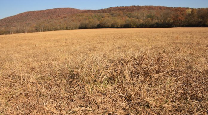 Alabama Extension offers drought resources