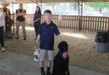 Yip yip hooray! Dogs strut their stuff at county fair