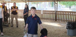 Yip yip hooray! Dogs strut their stuff at county fair