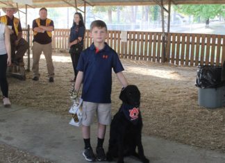 Yip yip hooray! Dogs strut their stuff at county fair