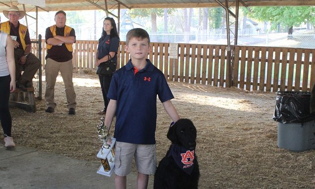 Yip yip hooray! Dogs strut their stuff at county fair