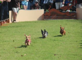 Saturday in Cullman: Oktoberfest, County Fair, a haunting and more!