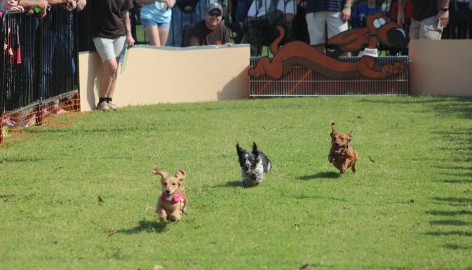 Saturday in Cullman: Oktoberfest, County Fair, a haunting and more!