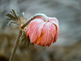 NWS issues Freeze Watch, Friday 10 p.m.-Saturday 8 a.m.