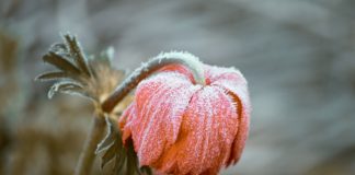 NWS: Freeze Warning in effect midnight tonight to 9 a.m. Friday