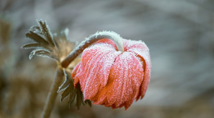 NWS issues Freeze Watch, Friday 10 p.m.-Saturday 8 a.m.