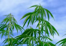 Growing hemp in Alabama: Informational meeting set for Nov. 4