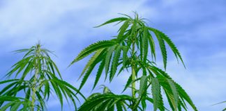 Growing hemp in Alabama: Informational meeting set for Nov. 4