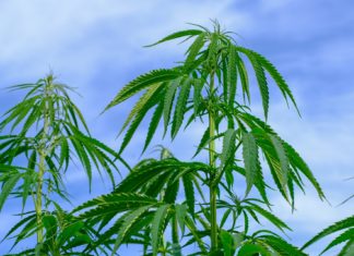 Growing hemp in Alabama: Informational meeting set for Nov. 4