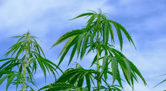 Growing hemp in Alabama: Informational meeting set for Nov. 4