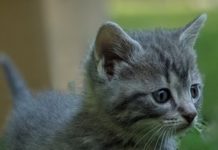 God’s Feral Felines to begin serving Cullman County in 2020