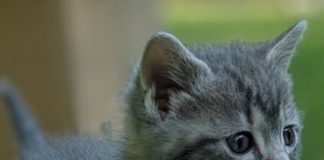 God’s Feral Felines to begin serving Cullman County in 2020