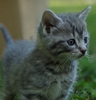 God’s Feral Felines to begin serving Cullman County in 2020