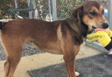 Pet of the Week: Give canine companionship Another Chance