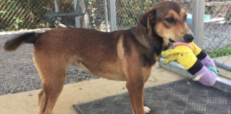 Pet of the Week: Give canine companionship Another Chance