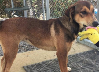 Pet of the Week: Give canine companionship Another Chance