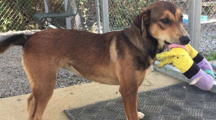 Pet of the Week: Give canine companionship Another Chance