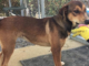 Pet of the Week: Give canine companionship Another Chance