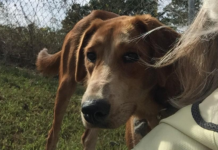 Pet of the Week: Help Luna shine!