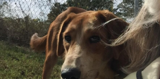 Pet of the Week: Help Luna shine!