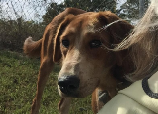 Pet of the Week: Help Luna shine!