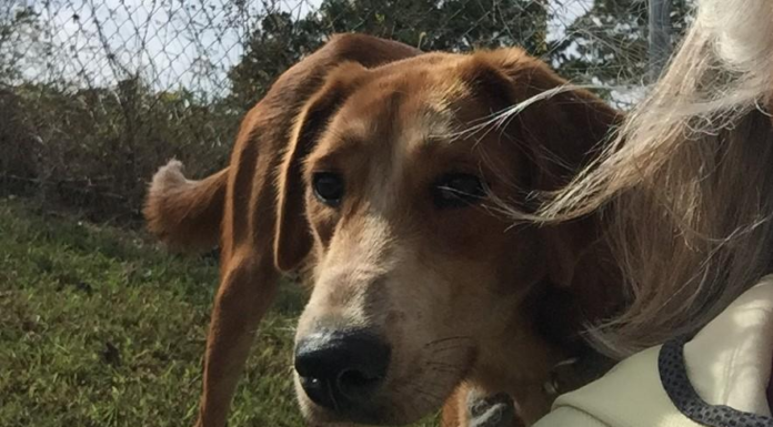 Pet of the Week: Help Luna shine!