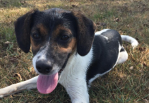 (Bonus) Pet of the Week: Pay a visit to China Grove!