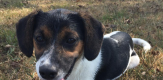 (Bonus) Pet of the Week: Pay a visit to China Grove!