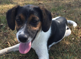 (Bonus) Pet of the Week: Pay a visit to China Grove!