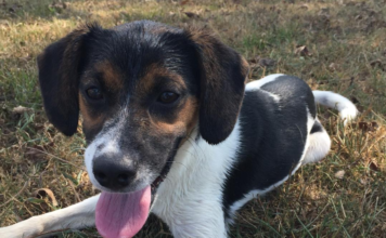 (Bonus) Pet of the Week: Pay a visit to China Grove!