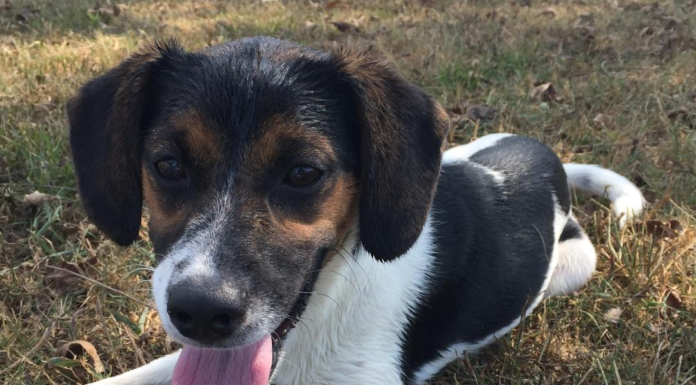 (Bonus) Pet of the Week: Pay a visit to China Grove!