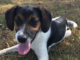 (Bonus) Pet of the Week: Pay a visit to China Grove!