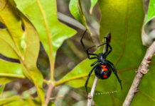 ACES: Watch out for Black Widow spiders this fall
