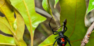 ACES: Watch out for Black Widow spiders this fall