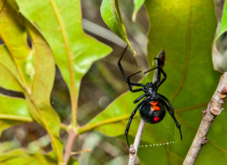 ACES: Watch out for Black Widow spiders this fall