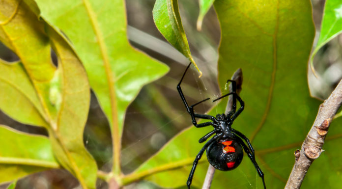 ACES: Watch out for Black Widow spiders this fall