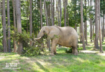 Nosey the Elephant: Liebel Family’s custody appeal dismissed