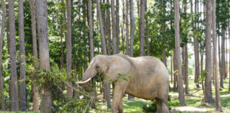 Nosey the Elephant: Liebel Family’s custody appeal dismissed