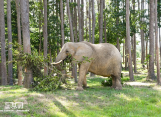 Nosey the Elephant: Liebel Family’s custody appeal dismissed