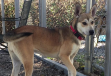 Pet of the Week: Help Darla find her forever home