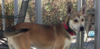 Pet of the Week: Help Darla find her forever home