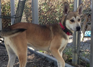 Pet of the Week: Help Darla find her forever home