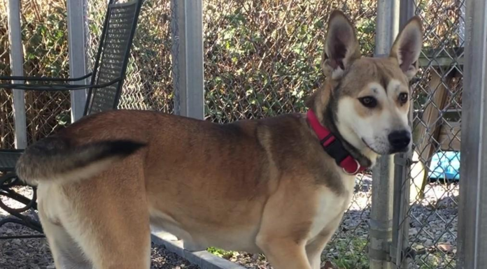 Pet of the Week: Help Darla find her forever home