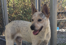 Pet of the Week: Help Impy find his forever home