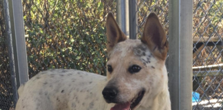 Pet of the Week: Help Impy find his forever home