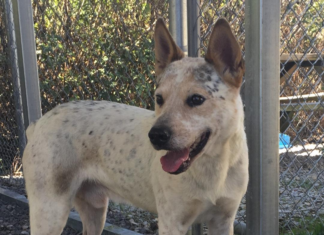 Pet of the Week: Help Impy find his forever home