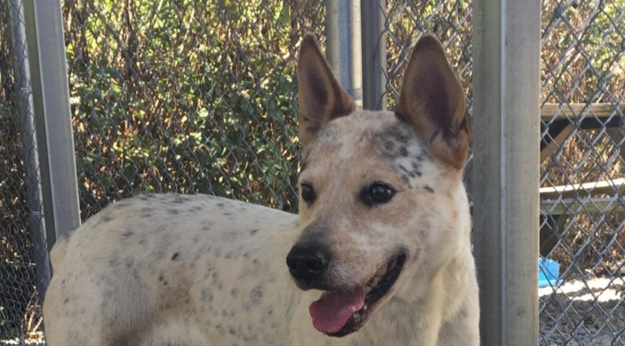 Pet of the Week: Help Impy find his forever home