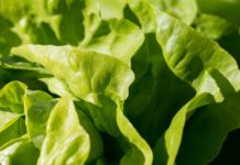 Salad products sold in AL and other states recalled due to possible E. coli contamination