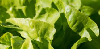 Salad products sold in AL and other states recalled due to possible E. coli contamination